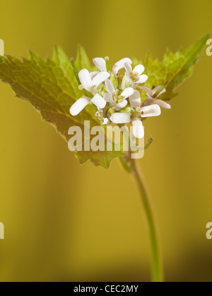 Garlic mustard, Alliaria petiolata, vertical portrait white flowers with nice out focus background.