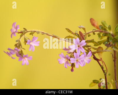 Fairy Foxglove, Erinus alpinus, horizontal portrait of pink flowers with nice out focus background. Stock Photo