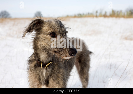Lurcher dog in snow covered landscape Stock Photo