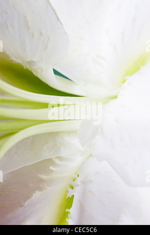 Close up of white lily (Lilium candidum madonna lily) Stock Photo