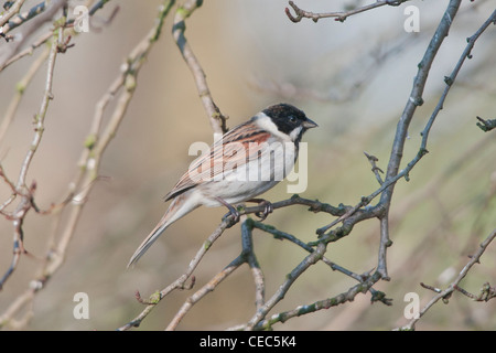 Common Reed Bunting (Emberiza schoeniclus) Stock Photo