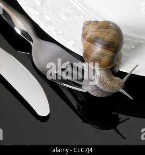 studio photography of some dinnerware while a grapevine snail is creeping over, located in dark reflective back Stock Photo