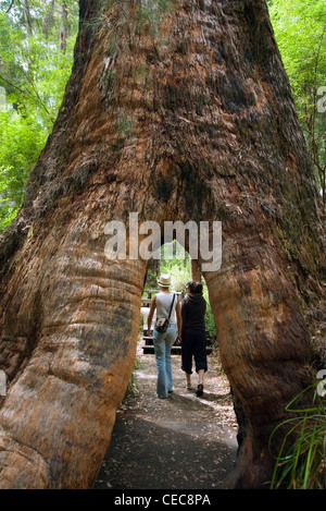 Tourists walk through the hollow base of a giant tingle tree on the Ancient Empire boardwalk, Walpole-Nornalup National Park Stock Photo