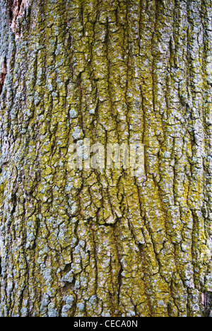 tree,texture,bark,background,cortex,pattern,pine Stock Photo