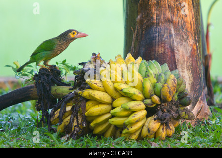 Brown headed barbet or Large Green Barbet on banana Tissamaharama Sri Lanka Asia Stock Photo