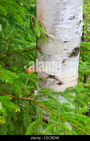 Paper Birch tree (Betula papyrifera). Appalachian Trail, Crocker Mountain, Maine. Stock Photo