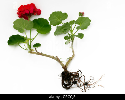 Red Geranium Showing It Roots Stock Photo