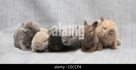 little rabbits Stock Photo