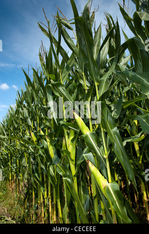 Maize crop, Pennsylvania, USA. Stock Photo