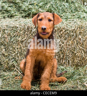 An Airedale puppy sitting in hay Stock Photo