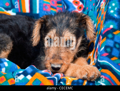 An Airedale puppy lying down on colorful fabric Stock Photo