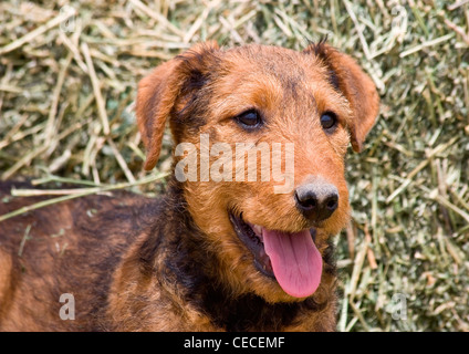 Headshot of an Airedale puppy standing in the hay Stock Photo