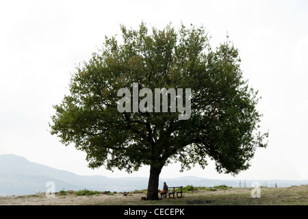 woman sat on bench under solitary oak tree overlooking misty hills in Lazio Italy Stock Photo