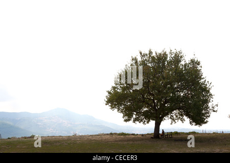 woman sat on bench under solitary oak tree overlooking misty hills in Lazio Italy Stock Photo