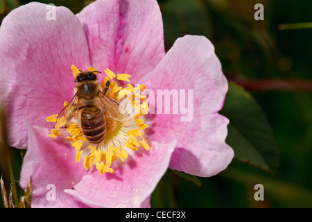 USA, Oregon, Eugene, Fern Ridge Wildlife Area, Honey Bee (Apis mellifera) on a wild rose Stock Photo