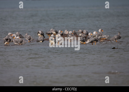 Flightless Steamer-Duck (Tachyeres pteneres) flock in Ushuaia, Tierra Del Fuego, Argentina. Stock Photo