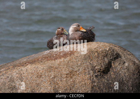 Flying Steamer-Duck (Tachyeres patachonicus) female (left) and male (right) resting on a rock Stock Photo