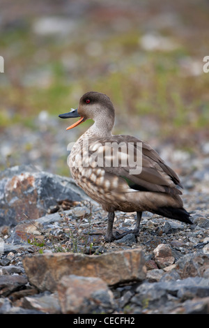 Crested Duck (Lophonetta specularioides specularioides) calling in Ushuaia, Tierra Del Fuego, Argentina Stock Photo