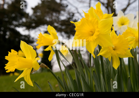 Bright colourful display of yellow seasonal spring flowers (beautiful flowering daffodils or narcissi) in garden close-up - Yorkshire, England, UK. Stock Photo