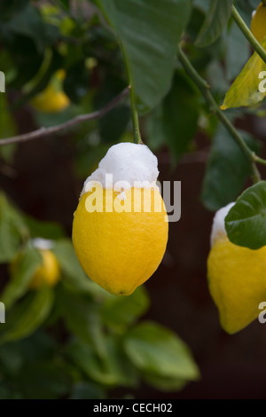 Lemon citrus on tree in winter snow Majorca Mallorca Balearic Spain Stock Photo