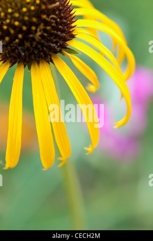 Echinacea paradoxa . Yellow Coneflower Stock Photo