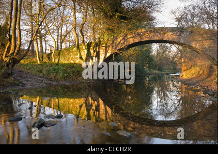 Historic Dob Park packhorse bridge over River Washburn in autumn sun, stone arch reflected in shallow water below - North Yorkshire, England, UK. Stock Photo