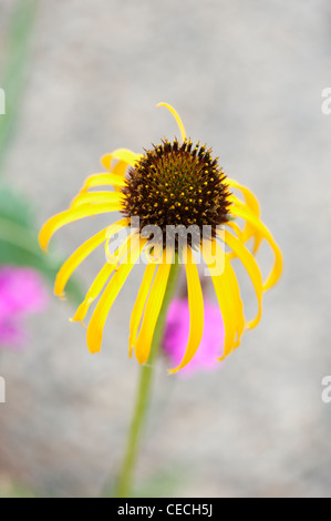 Echinacea paradoxa . Yellow Coneflower Stock Photo