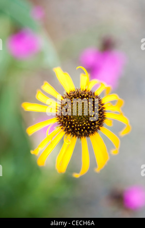 Echinacea paradoxa . Yellow Coneflower Stock Photo