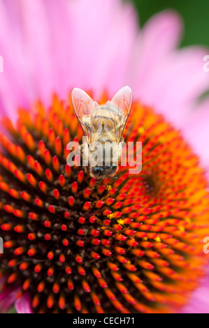 Honeybee feeding on a Echinacea purpurea coneflower Stock Photo