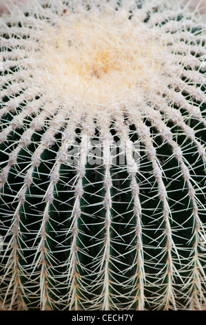 Echinocactus Grusonii. Golden Barrel Cactus Stock Photo