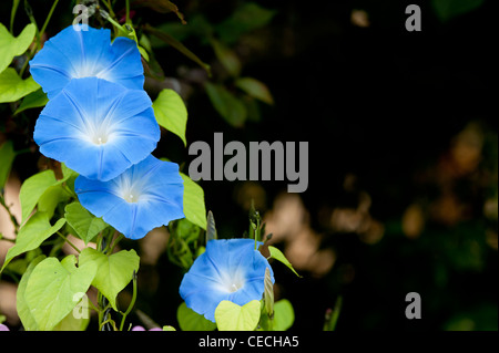 Ipomoea tricolor 'heavenly blue' flower against a dark background Stock Photo