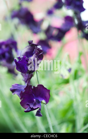 Lathyrus odoratus. Sweet pea 'Hero' flowers Stock Photo