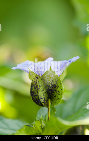Nicandra Physalodes. Shoo fly plant. Peruvian bluebell. Apple of Peru flower Stock Photo