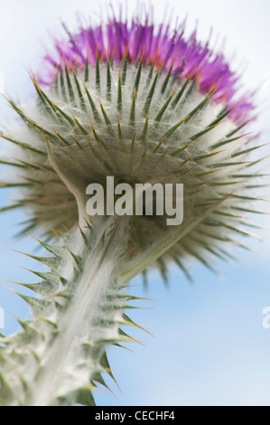 Onopordum acanthium . Cotton Thistle Stock Photo