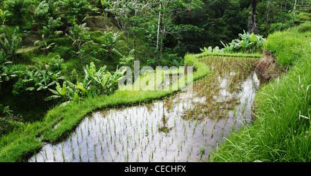 Rice fields in the country side in Bali. Water filled terraces with small seedlings of rice in rows seen from an elevated angle. Stock Photo