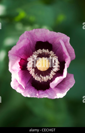 Papaver somniferum poppy in an english garden Stock Photo