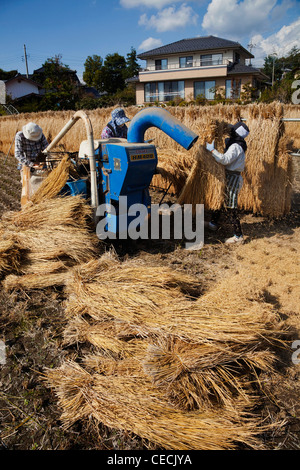 Rice threshing, Japan Stock Photo - Alamy