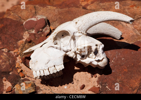 Goat skull on the rock close-up Stock Photo