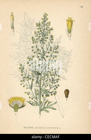 Absinthe wormwood, Artemisia absinthium. Stock Photo