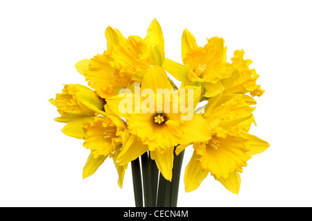 Bunch of daffodil flowers isolated against white Stock Photo