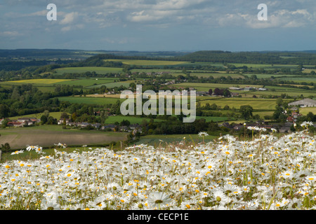 A field of ox-eye daisies on Charlton Down in Wiltshire. Stock Photo