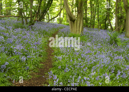 View of a path leading through a bluebell wood. Stock Photo