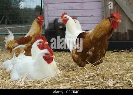 Free range cockerels Fosse Meadow Farm Leicestershire UK Stock Photo