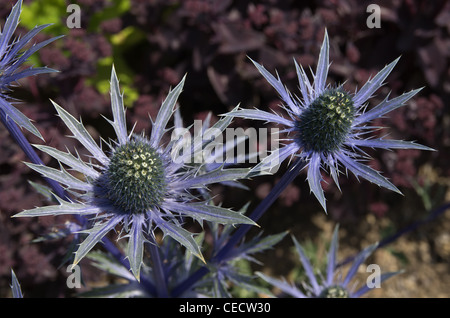 Eryngium Jos Eijking Stock Photo