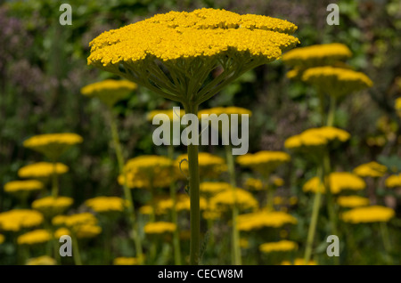 Achillea filipendulina Gold Plate Stock Photo