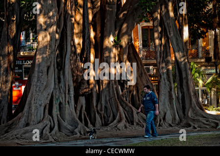 A man and his dog  walking pas an ancient ficus tree in the center of Alicante. Stock Photo