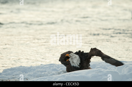 Shouting Bald Eagle on snow. The shouting Bald Eagle sits on snow to river Chilkat. Stock Photo