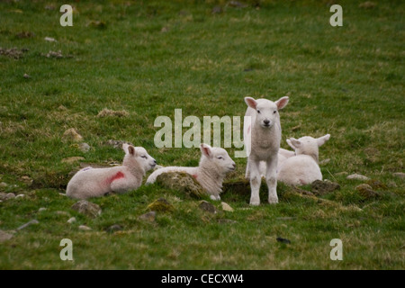 Five young Lambs in a field. Stock Photo
