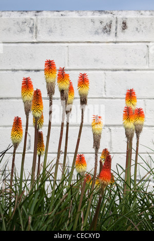 Red Hot Pokers growing in gardens in Cornwall Stock Photo