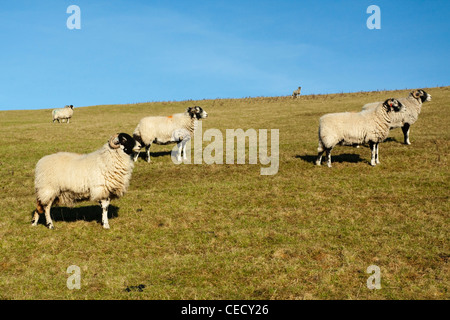 Domesticated Sheep in a field in Lancashire Stock Photo